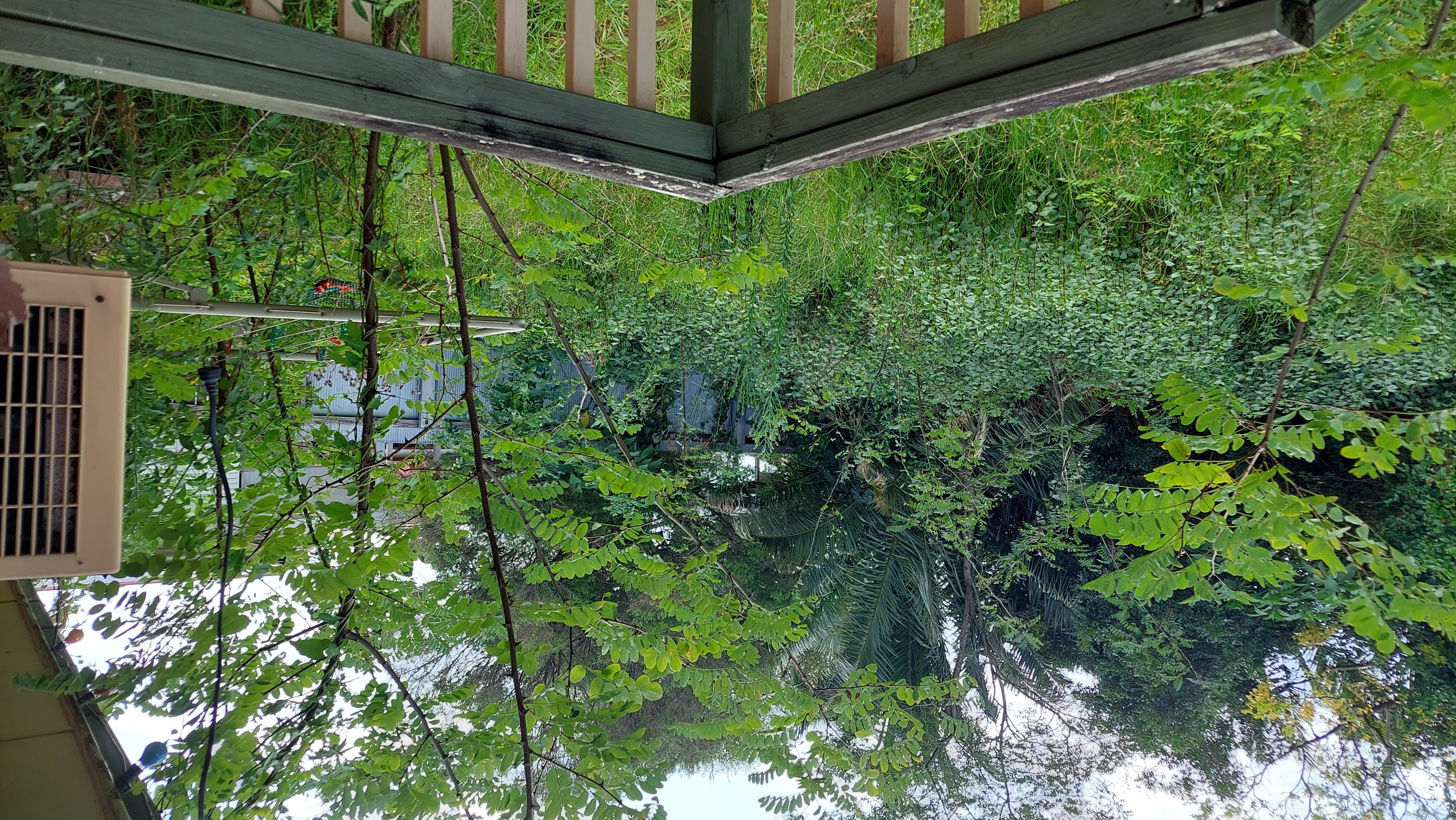 overgrown